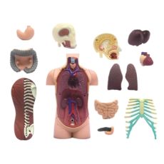 پک ساخت آناتومی بدن انسان, image 5