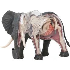 پک ساخت آناتومی بدن فیل, image 4
