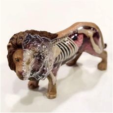 پک ساخت آناتومی بدن شیر, تنوع: 622036-Lion, image 3