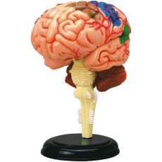 پک ساخت آناتومی مغز انسان, image 5