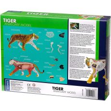 پک ساخت آناتومی بدن ببر, تنوع: 622017-Tiger, image 5