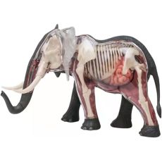 پک ساخت آناتومی بدن فیل, image 2