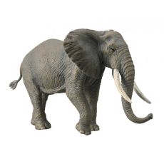 فیل بیشه آفریقایی, image 