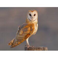 جغد انبار, image 5