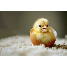 جوجه های تازه از تخم درآمده, image 5