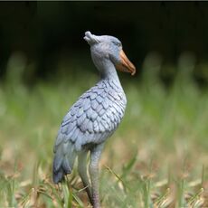 لک‌لک نیل, image 2