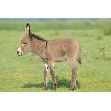 کره الاغ - درحال راه رفتن, image 5