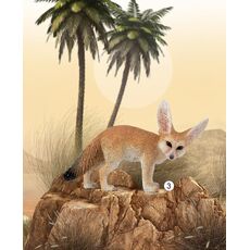 روباه صحرا, image 5