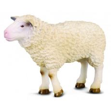 گوسفند, image 
