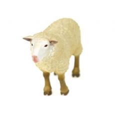 گوسفند, image 3