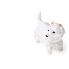 سگ وست هایلند سفید, image 3