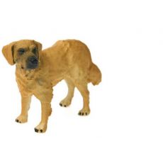 سگ شکاری طلایی, image 2