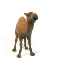 شتر یک‌کوهانه, image 2