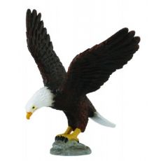 عقاب سر سفید آمریکایی, image 