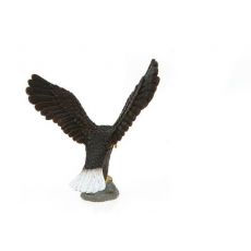 عقاب سر سفید آمریکایی, image 3