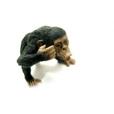 شامپانزه نر, image 2