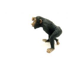 شامپانزه نر, image 3