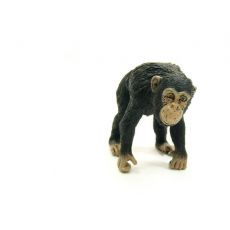 شامپانزه ماده, image 3