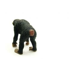 شامپانزه ماده, image 4