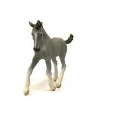 کره اسب شایر خاکستری, image 3