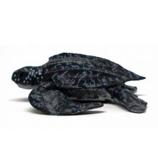لاک‌پشت چرمی, image 2