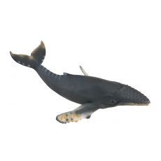 نهنگ گوژپشت یا کوهان‌دار, image 