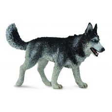 سگ هاسکی سیبری, image 