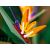 لگو آیکونز مدل گل پرنده بهشتی (10289), image 10