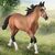 اسب نر مسابقه‌ای استانداردبرد آمریکایی خلیجی, image 2
