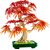 لگو آیکونز مدل بونسای افرا قرمز ژاپنی (10348), image 10