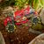 ماشین کنترلی Rock CrushR RC مدل قرمز با مقیاس 1:12, تنوع: 10210-Rock CrushR Red, image 4 ماشین کنترلی Rock CrushR RC مدل قرمز با مقیاس 1:12, تنوع: 10210-Rock CrushR Red, image 4