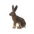 خرگوش صحرایی, image 2