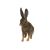 خرگوش صحرایی, image 3