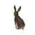 خرگوش صحرایی, image 4