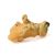 توله سگ شکاری طلایی, image 5