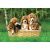 پازل 60 تکه ترفل مدل Beagle Puppies, image 2