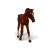کره اسب تروبرد کُرَنگ - در حال راه رفتن, image 2