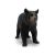 خرس سیاه آمریکایی, image 2