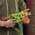 تفنگ نرف Nerf مدل Zombie Strike Alternator, image 12