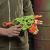 تفنگ نرف Nerf مدل Zombie Strike Alternator, image 6