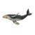 نهنگ گوژپشت یا کوهان‌دار, image 2