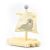 کَلَک بادبانی چوبی پیکاردو مدل گراز دریایی, image 2