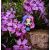 پک دوتایی عروسک‌ های هچیمال مینی پیکسی سورپرایز Hatchimals Pixies Mini سری Angel مدل Kawaii, image 13