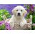 پازل 500 تکه راونزبرگر مدل سگ گلدن رتریور در سبد, image 2