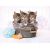 پازل 500 تکه کلمنتونی مدل آب بازی گربه های کوچولو, image 2