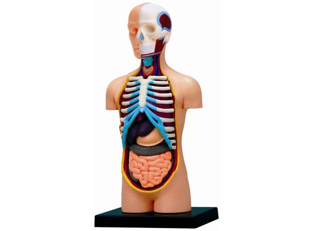 پک ساخت آناتومی بدن انسان, image 4