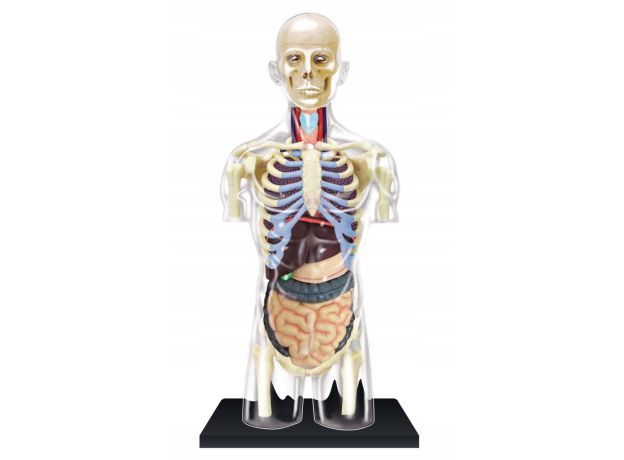 پک ساخت آناتومی بدن انسان شفاف, image 3