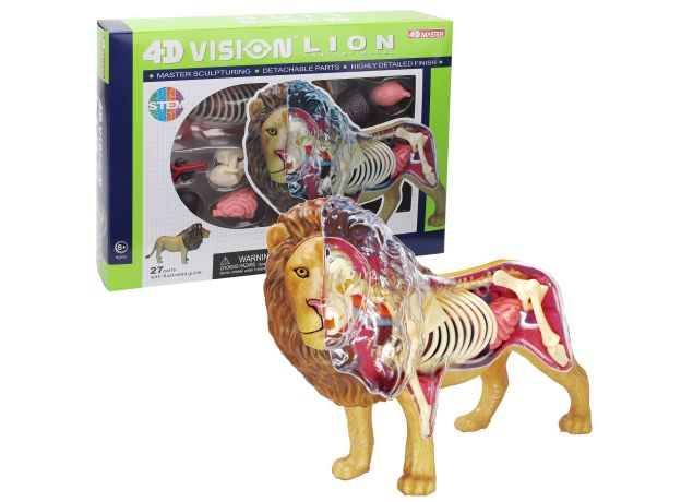 پک ساخت آناتومی بدن شیر, تنوع: 622036-Lion, image 