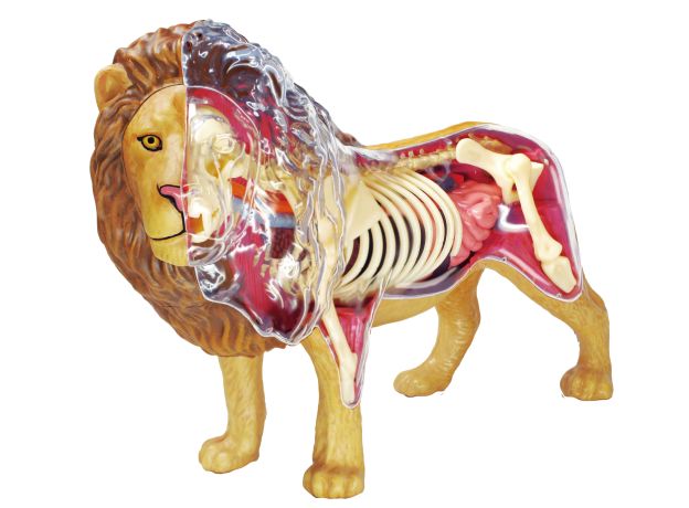 پک ساخت آناتومی بدن شیر, تنوع: 622036-Lion, image 2