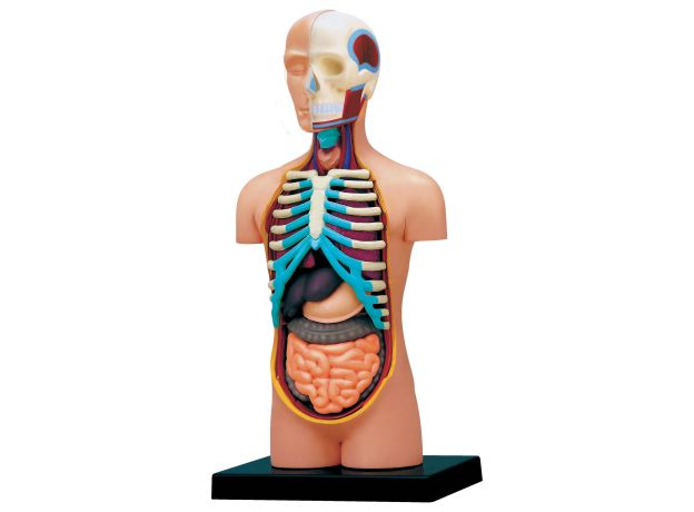 پک ساخت آناتومی بدن انسان, image 2